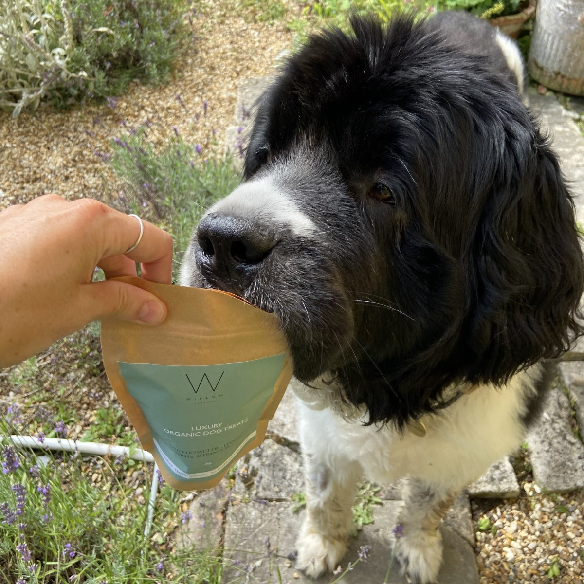 Ultimate Dog Walker's Box